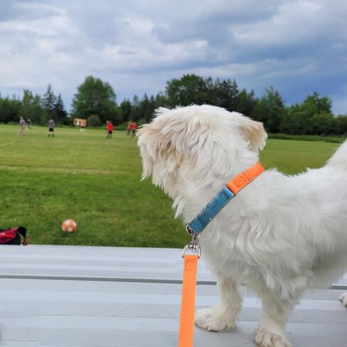 Dog Collar with Buckle Adjustable Safety Dog Collars for Small Dogs, Puppy Collar and Leash Set, Pink Dog Collar, Soft Breathable Nylon Pet Cat Collar in Kuwait