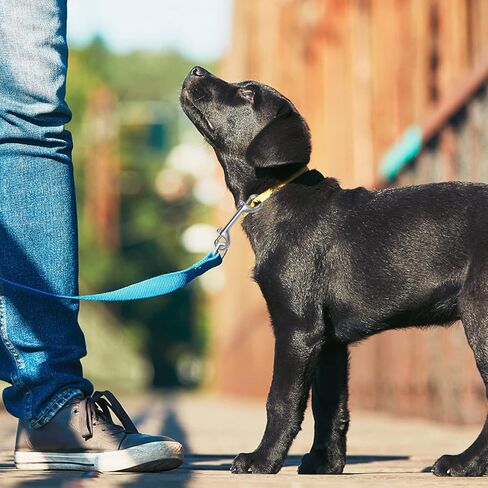 Wontee مزدوجة نهاية الترباس يستقر 316 الفولاذ المقاوم للصدأ المفاجئة السنانير الربيع السنانير لسلاسل الكلاب، حلقات المفاتيح، أغذية الحيوانات الأليفة / دلاء المياه، قفل البوابة، ربط سلسلة ربط السور، 3 حزم (4-1 / 2 "(115mm)) in Kuwait