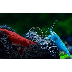 مخلوقات السباحة 5 Fire Cherry Red & 5 Blue Velvet Neocaridina Freshwater Aquarium Live جمبري. ضمان الوصول المباشر. in Kuwait