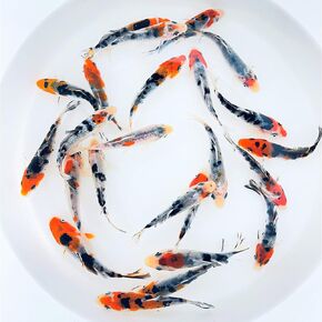 Toledo Goldfish Live Tri-Colored Koi, a Mix of Standard or Butterfly Fin Species, Live Fish Perfect for Ponds, Tanks, and Aquariums - 3-4 Inches, 5 Count