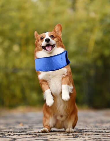 6 قطع من باندانا تبريد الكلاب من زانلر، طوق تبريد ثلجي للكلاب والحيوانات الاليفة، طوق تبريد فوري للكلاب والقطط، جيد التهوية في الطقس الحار والتهدئة (مقاس L) in Kuwait