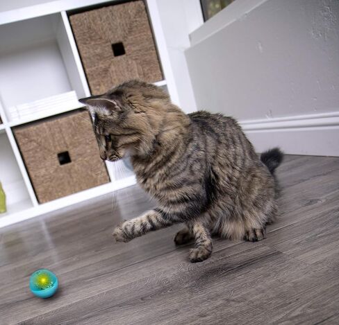 Petlinks Flicker Fun Electronic Light Ball Cat Toy, Battery Powered - Orange, One Size in Kuwait