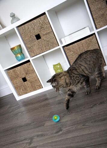 Petlinks Flicker Fun Electronic Light Ball Cat Toy, Battery Powered - Orange, One Size in Kuwait