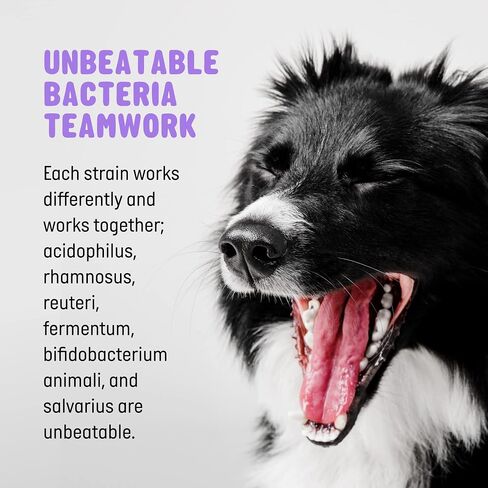 | Pet Probiotics for Dogs | Dog Probiotics and Digestive Enzymes for Dogs Diarrhea, Gut Health for Dogs | Probiotic Chews for Dogs w/Fiber, Puppy probiotic Digestive Health, 120 ct in Saudi Arabia