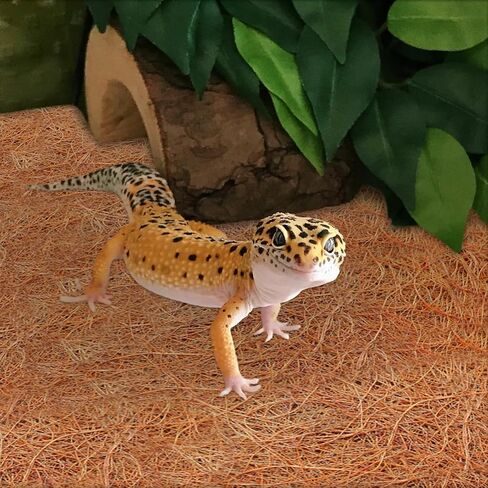 ZeeDix 3 Pieces Coconut Fiber Reptile Substrate Mat, 12 x 20 inches Natural Coco Mat Reptile Carpet Coco Fiber Liner Turtle Bedding Reptile Terrarium Liner for Lizard Snake Turtle Gecko Bearded Dragon in Saudi Arabia