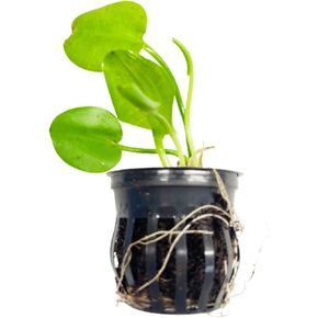 Mainam Water Poppies Golden Bulb Hydrocleys Nymphoides نباتات حوض السمك الحية ديكورات حوض أسماك المياه العذبة النباتات المائية 3 أيام بركة استوائية in Kuwait