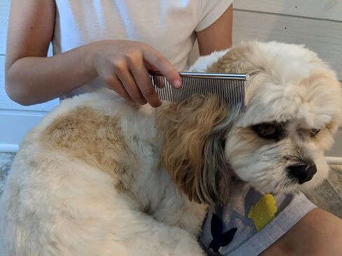 Snuggly Paws Metal Dog Grooming Comb - 7 1/2" Stainless Steel - Cats and Other Pets in Saudi Arabia