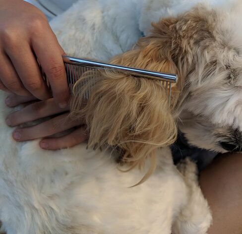 Snuggly Paws Metal Dog Grooming Comb - 7 1/2" Stainless Steel - Cats and Other Pets in Saudi Arabia