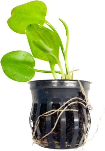 Mainam Water Poppies Golden Bulb Hydrocleys Nymphoides نباتات حوض السمك الحية ديكورات حوض أسماك المياه العذبة النباتات المائية 3 أيام بركة استوائية in Kuwait