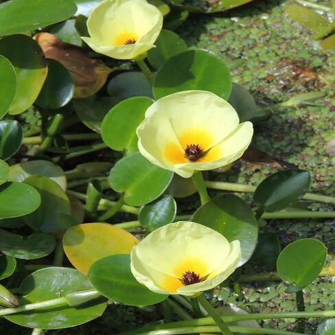 Mainam Water Poppies Golden Bulb Hydrocleys Nymphoides نباتات حوض السمك الحية ديكورات حوض أسماك المياه العذبة النباتات المائية 3 أيام بركة استوائية in Kuwait