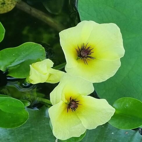 Mainam Water Poppies Golden Bulb Hydrocleys Nymphoides نباتات حوض السمك الحية ديكورات حوض أسماك المياه العذبة النباتات المائية 3 أيام بركة استوائية in Kuwait