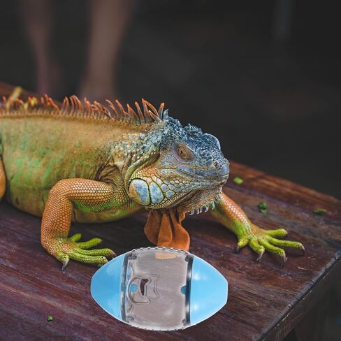 ألعاب إطعام السحلية من TEHAUX، موزع سحلية على شكل الرجبي ألعاب تغذية التنين الملتحي، ألعاب تفاعلية للطعام للأبوص والحيوانات الصغيرة، لون عشوائي in Kuwait