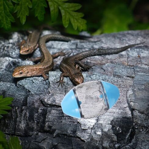 ألعاب إطعام السحلية من TEHAUX، موزع سحلية على شكل الرجبي ألعاب تغذية التنين الملتحي، ألعاب تفاعلية للطعام للأبوص والحيوانات الصغيرة، لون عشوائي in Kuwait