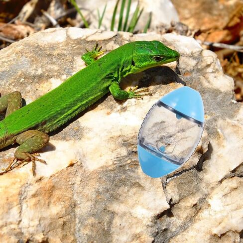 ألعاب إطعام السحلية من TEHAUX، موزع سحلية على شكل الرجبي ألعاب تغذية التنين الملتحي، ألعاب تفاعلية للطعام للأبوص والحيوانات الصغيرة، لون عشوائي in Kuwait