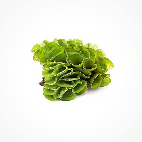 SubstrateSubstrateSource Salvina Cucullata Fern Floating Live Aquarium Plant - Natural Freshwater Fish Tank Decorations and Aquatic Decor in Saudi Arabia