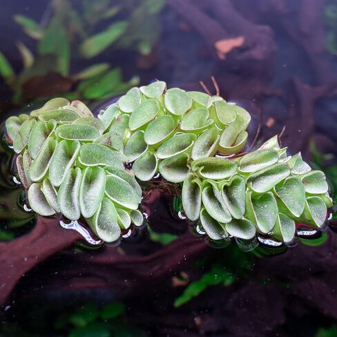 SubstrateSubstrateSource Salvina Cucullata Fern Floating Live Aquarium Plant - Natural Freshwater Fish Tank Decorations and Aquatic Decor in Saudi Arabia