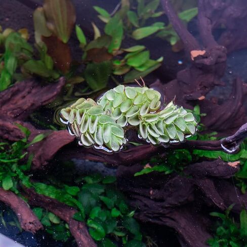 SubstrateSubstrateSource Salvina Cucullata Fern Floating Live Aquarium Plant - Natural Freshwater Fish Tank Decorations and Aquatic Decor in Saudi Arabia