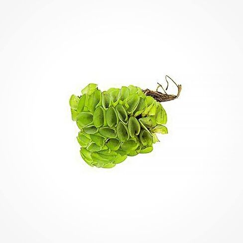 SubstrateSubstrateSource Salvina Cucullata Fern Floating Live Aquarium Plant - Natural Freshwater Fish Tank Decorations and Aquatic Decor in Saudi Arabia