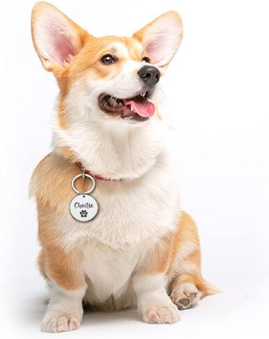 سخونة! علامات تعريف الحيوانات الأليفة المحفورة مجانًا، ملحقات مخصصة طوق كلب أليف، علامات اسم الكلاب الشخصية، علامات تعريف لمكافحة فقدان القط والكلب والجرو (S 20.00 × 20.00 مم، ذهبي) in Kuwait