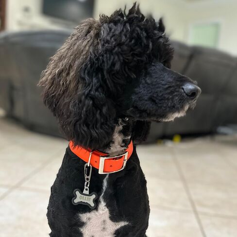 2-Pack Dog Tag Clip for Collars - Switch Dog Tags with Ease - Dog Tag Holder for Pet Collar - Heavy Duty Carabiner Quick Release Clip (Silver) in Kuwait