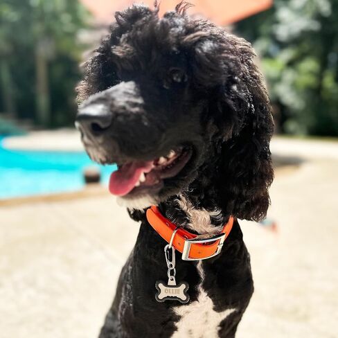 2-Pack Dog Tag Clip for Collars - Switch Dog Tags with Ease - Dog Tag Holder for Pet Collar - Heavy Duty Carabiner Quick Release Clip (Silver) in Kuwait