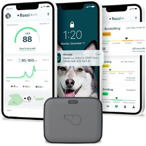 Whistle GO Explore GPS + Health + Fitness Dog Tracker Plus مراقب الصحة واللياقة البدنية، مقاوم للماء، تنبيهات الهروب من مكان آمن، ضوء مدمج، يناسب طوق الكلب، للكلاب التي يبلغ وزنها 25 رطلاً وما فوق، رمادي in Kuwait