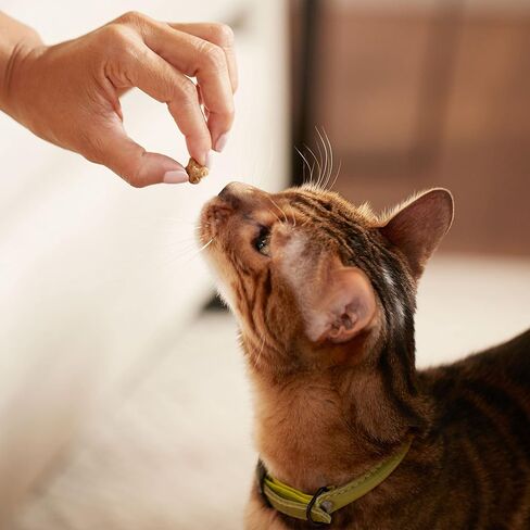 مكافآت القطط الناعمة من راشيل راي، سمك السلمون، 5.7 أونصة (عبوة من 6 قطع) in Kuwait