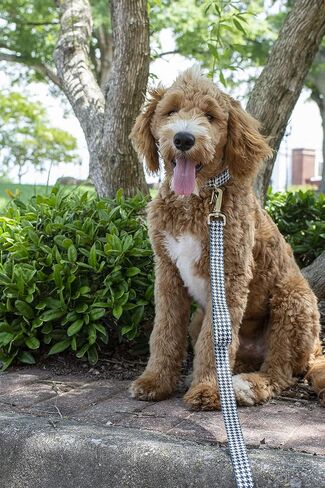 Country Brook Petz - طوق كلب Houndstooth Martingale - مجموعة الرياضة وألعاب القوى مع 14 تصميمًا مفعمًا بالحيوية (1 بوصة، متوسط) in Kuwait