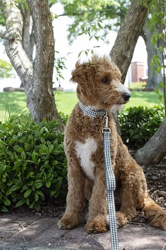 Country Brook Petz - طوق كلب Houndstooth Martingale - مجموعة الرياضة وألعاب القوى مع 14 تصميمًا مفعمًا بالحيوية (1 بوصة، متوسط) in Kuwait