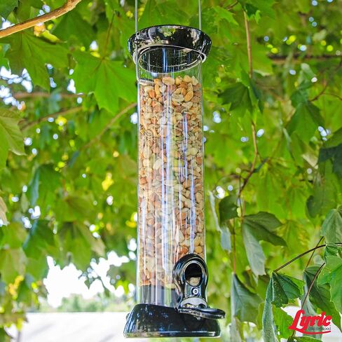 Lyric Delite Wild Bird Seed - No Waste Bird Food Mix with Shell-Free Nuts & Seeds - Attracts Buntings, Chickadees & Finches - 5 lb bag in Kuwait