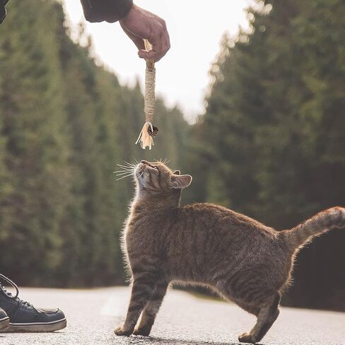 PAKESI Catnip Sticks 4-Piece Set of cat Toys, Silver Cane Cleaning cat Teeth, Indoor cat Interactive Toys, Suitable for All Cats Chewing Sticks to Relieve Stress in Kuwait