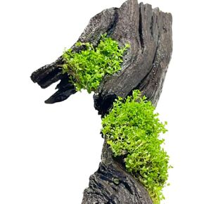 Mainam قزم الطفل الدموع على Driftwood Hemianthus Callitrichoides المياه العذبة حوض السمك الحي ديكورات النباتات ضمان 3 أيام in Kuwait