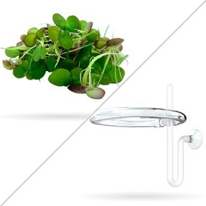 80+ Giant Duckweed - Live Aquatic Floating Plant for Aquarium (spirodela polyrhiza) by Aquarigram in Saudi Arabia