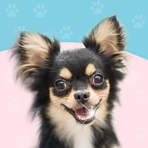 Blavvennt Small Dog & Cat Toothbrush Puppy Toothbrush 360 Degree Deep Clean Fresh Breath Pet Toothbrush for Cat Dental Care Dog Teeth Cleaning, 2 pcs (Blue&Rose) in Kuwait