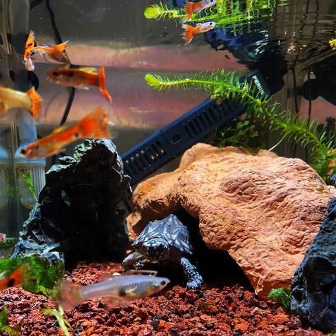 فلوشباي، موائل الزواحف والبرمائيات، مخابئ الكهف، الطين الطبيعي، الزواحف الكبيرة، ديكورات تررم للتنين الملتحي، السحالي، أبو بريص، الفهد، الحرباء، الضفادع، السلاحف، الثعابين in Kuwait