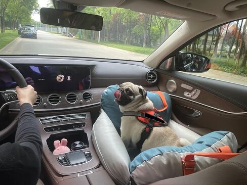 مقعد سيارة للكلاب - حامل كلاب ممتاز للكلاب الصغيرة والمتوسطة، مع مقابض مدمجة - حامل كلاب مع جزء داخلي من القطن الناعم - مقعد سيارة للحيوانات الاليفة قابل للغسل ومقاوم للماء (رمادي/ازرق) in Kuwait