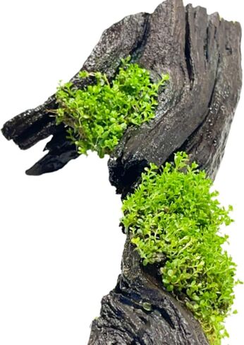 Mainam قزم الطفل الدموع على Driftwood Hemianthus Callitrichoides المياه العذبة حوض السمك الحي ديكورات النباتات ضمان 3 أيام in Kuwait