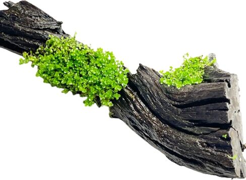 Mainam قزم الطفل الدموع على Driftwood Hemianthus Callitrichoides المياه العذبة حوض السمك الحي ديكورات النباتات ضمان 3 أيام in Kuwait