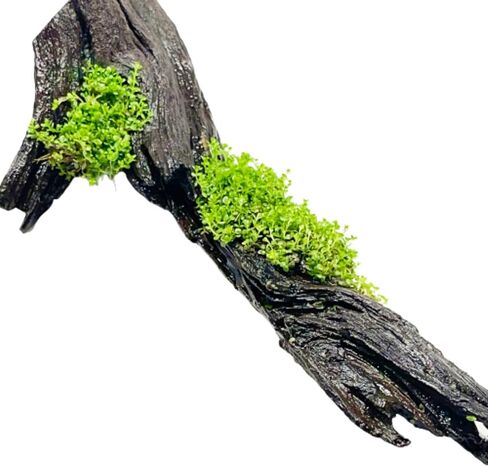 Mainam قزم الطفل الدموع على Driftwood Hemianthus Callitrichoides المياه العذبة حوض السمك الحي ديكورات النباتات ضمان 3 أيام in Kuwait