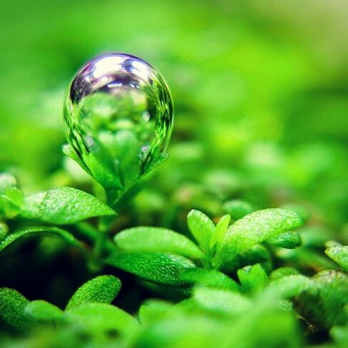 Mainam قزم الطفل الدموع على Driftwood Hemianthus Callitrichoides المياه العذبة حوض السمك الحي ديكورات النباتات ضمان 3 أيام in Kuwait