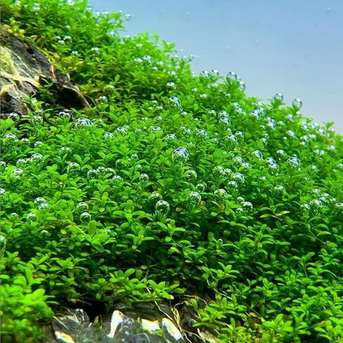 Mainam قزم الطفل الدموع على Driftwood Hemianthus Callitrichoides المياه العذبة حوض السمك الحي ديكورات النباتات ضمان 3 أيام in Kuwait