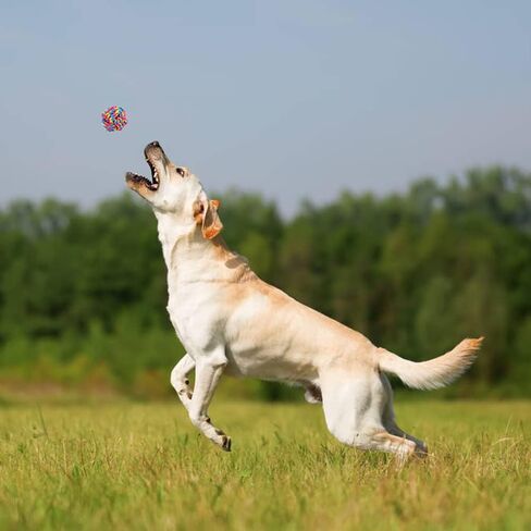 ألعاب مضغ للكلاب من بلوتوس للمضغ العدواني، 8 عبوات من ألعاب حبل الكلاب التفاعلية، ألعاب للكلاب متينة من القطن قابلة للغسل، ألعاب تسنين للكلاب الصغيرة والمتوسطة in Kuwait