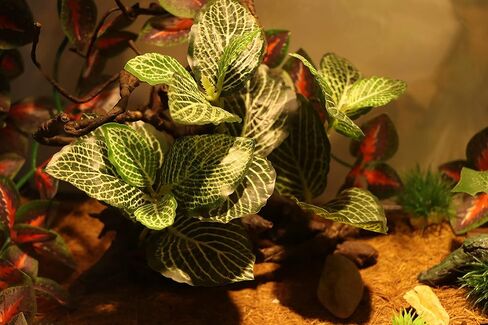 HRRIVE الزواحف الغابات المطيرة النباتات الأرضية الزينة لثعبان السحلية الملتحي التنين متوج أبو بريص البرمائيات وديكور الموائل تررم in Kuwait