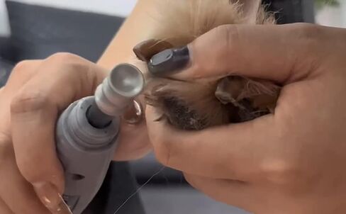 أداة تشذيب أظافر الكلاب من OVATAVO - أداة تزيين أظافر الكلاب من أجل Dremel - مرفق مطحنة أظافر الحيوانات الأليفة مقاس 1/8 بوصة للكلاب والقطط والحيوانات الصغيرة (2 لتر) in Kuwait