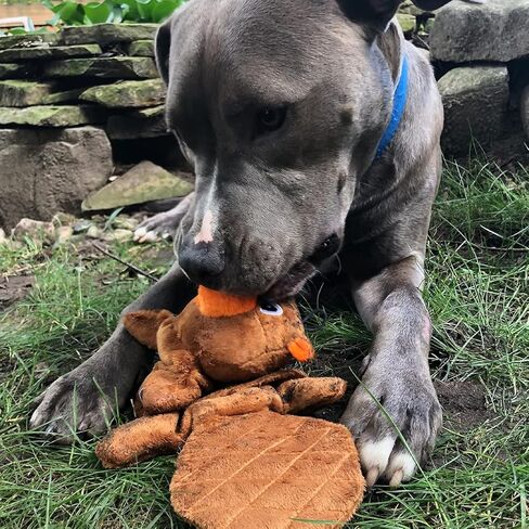 SmartPetLove Tender-Tuffs - Bottle Toy (Fox) in Kuwait