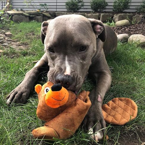 SmartPetLove Tender-Tuffs - Bottle Toy (Fox) in Kuwait