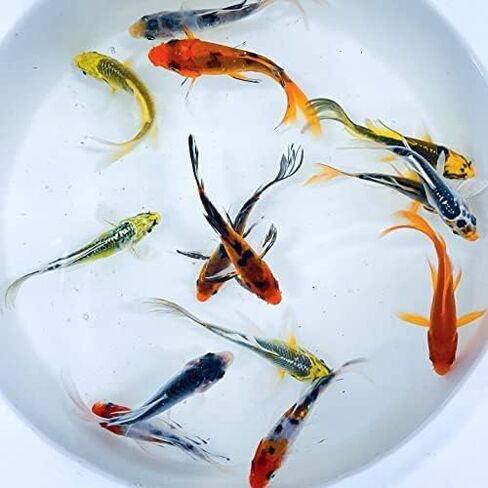 Toledo Goldfish Butterfly Fin Koi, Variety of Colors and Patterns - Perfect for Ponds or Aquariums - 4-5 Inches, 10 Count in Kuwait