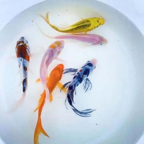Toledo Goldfish Butterfly Fin Koi, Variety of Colors and Patterns - Perfect for Ponds or Aquariums - 4-5 Inches, 10 Count in Kuwait
