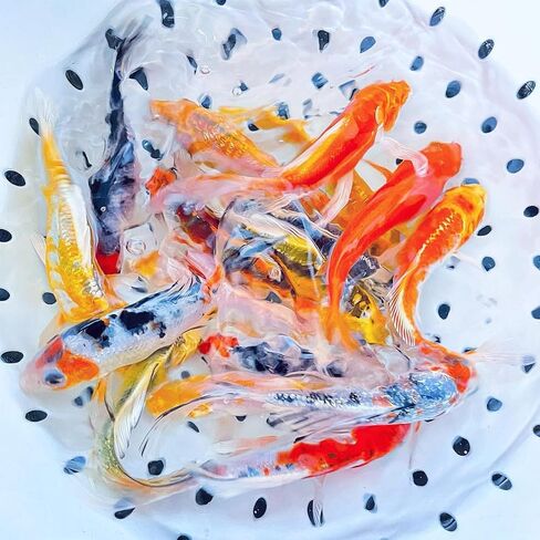 Toledo Goldfish Butterfly Fin Koi, Variety of Colors and Patterns - Perfect for Ponds or Aquariums - 4-5 Inches, 10 Count in Kuwait