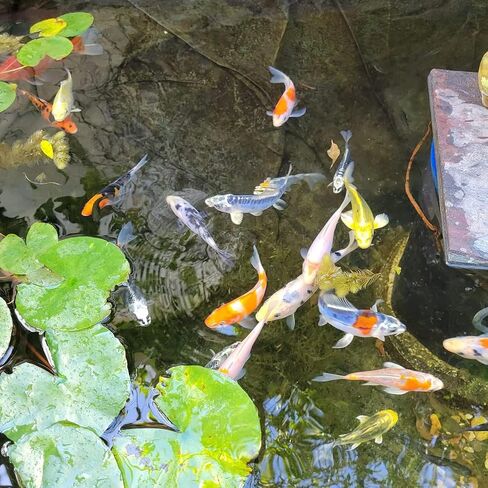 Toledo Goldfish Butterfly Fin Koi, Variety of Colors and Patterns - Perfect for Ponds or Aquariums - 4-5 Inches, 10 Count in Kuwait